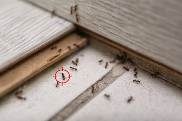 Best Cockroach Control Services  in St Johns, AZ