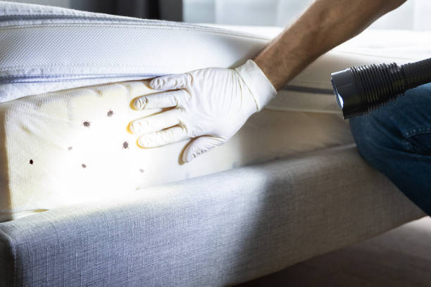 Best Affordable Pest Control Services  in St Johns, AZ