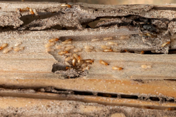 Best Wildlife Control Services  in St Johns, AZ