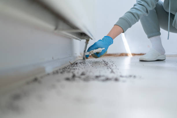 Best Insect Control  in St Johns, AZ